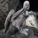 pelican_brown_san_v_0026_ecu2221.jpg